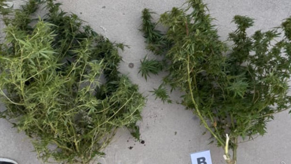 En las diligencias se encontraron cogollos y plantas de marihuana.