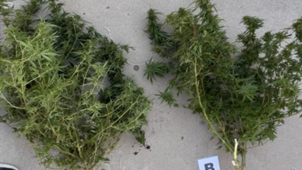 En las diligencias se encontraron cogollos y plantas de marihuana.