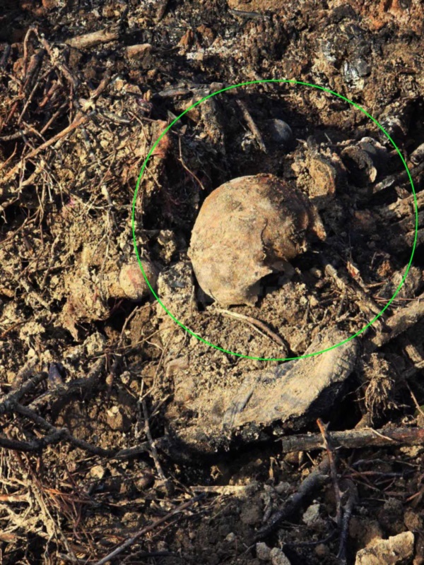 Un cráneo y una vertebra asoman de la tierra.