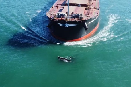Imagen obtenida de filmación realizada por @norby2018 en momentos previos a la colisión con las ballenas francas australes