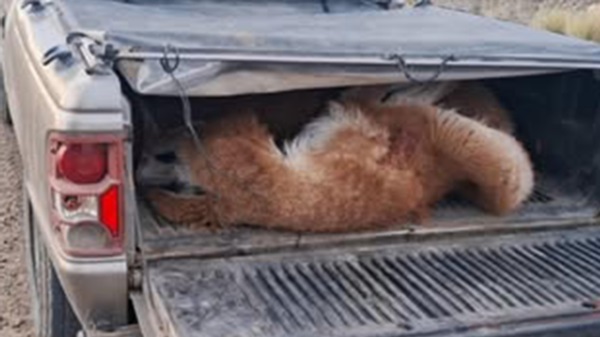 Los guanacos eran transportados en una camioneta.