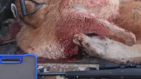 La carne de guanaco y las armas incautadas.