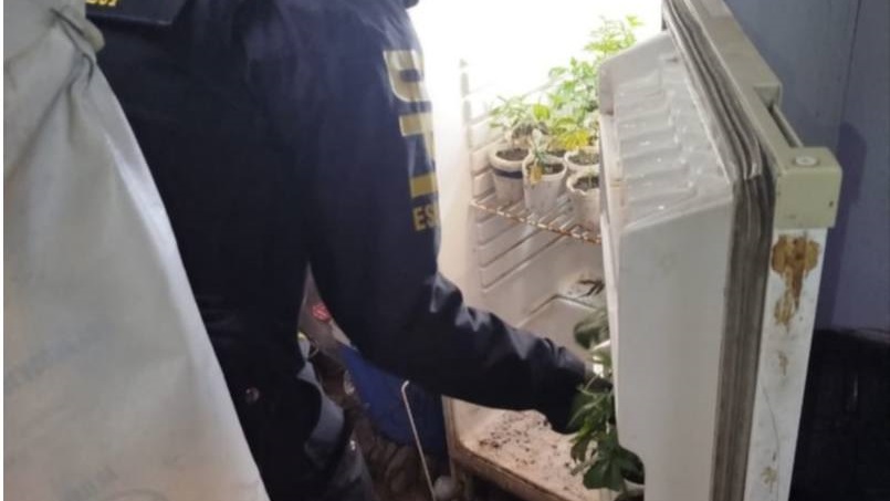 La marihuana fue secuestrada por orden judicial.