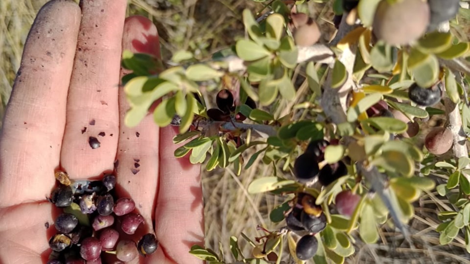 Especies vegetales del Monte Patagónico y sus nutrientes.
