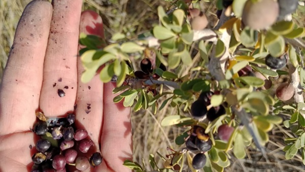 Especies vegetales del Monte Patagónico y sus nutrientes.