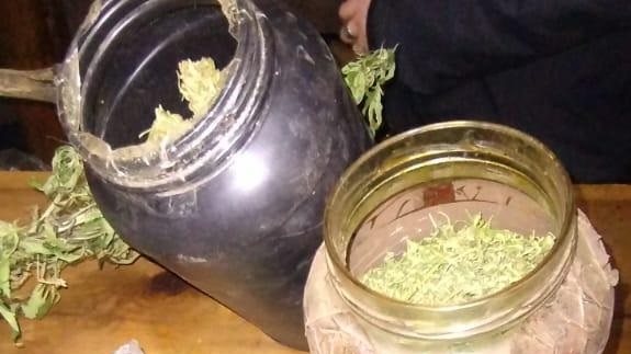 Semillas de cannabis sativa en frascos.
