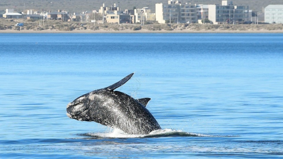 Récord de ballenas en el Golfo Nuevo.