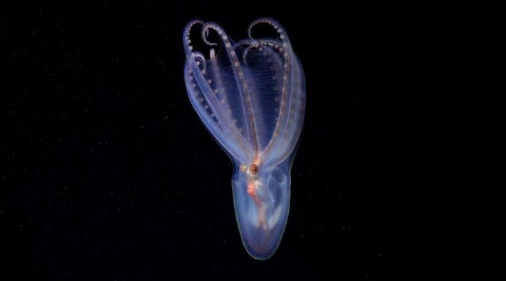 Un asombroso pulpo telescopio (Amphitretus sp.) documentado a 888 metros de profundidad en el cañón de Mar del Plata. Créditos: ROV SuBastian / Schmidt Ocean Institute.