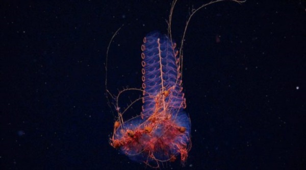 Un “sifonóforo” registrado a 1.250 metros de profundidad: se trata de un animal carnívoro que produce bioluminiscencia en medio de la oscuridad del océano. Créditos: ROV SuBastian / Schmidt Ocean Institute.