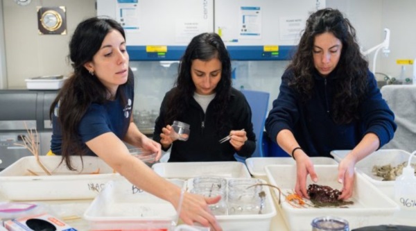 Renata Pertossi, Noelia Sánchez y Jessica Risaro trabajan con los ejemplares recuperados por el ROV SuBastian en el laboratorio principal a bordo del buque de investigación R/V Falkor (too). Créditos: ROV SuBastian / Schmidt