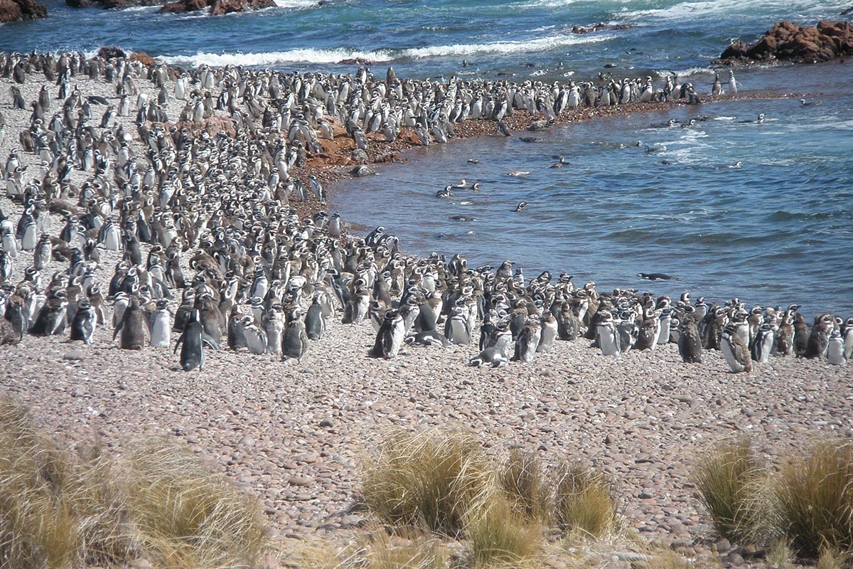 Área Natural Protegida Cabo Dos Bahías.