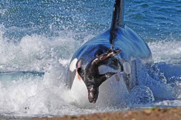 Una orca en la lente de Daniel Feldman, el editor de Fotografía de Jornada.