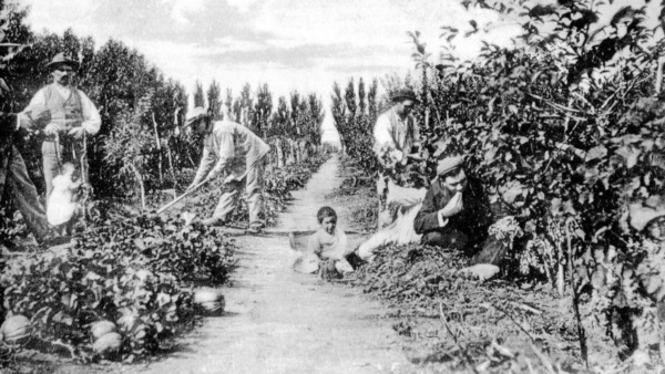 Una quinta con su producción en la zona de chacras.