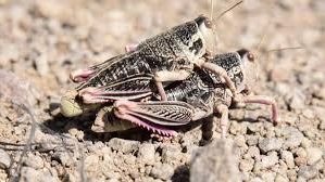 Preocupación por la presencia de este insecto en Tecka.