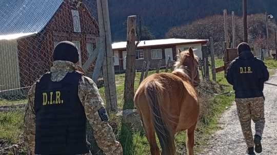 La yegua fue recuperada por la Policía provincial.