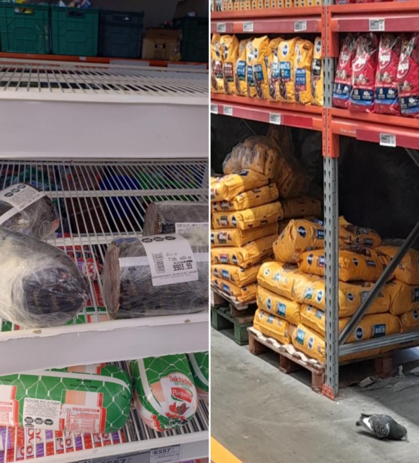 Alimentos vencidos y palomas dentro del local. (Fotos: Municipalidad de Trelew)