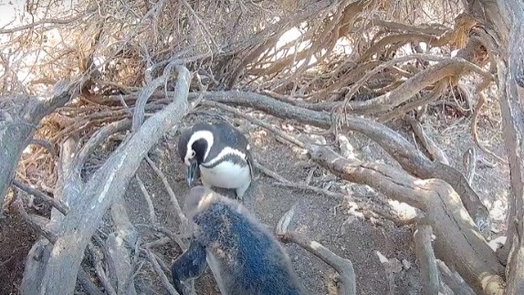 transmisión en vivo desde la Isla Tova. Pingüinos de Magallanes. 