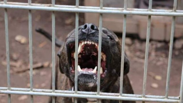 Un pitbull mató a un nene de 4 años y detuvieron a su madrina en Moreno Foto: Agencia NA (redes)