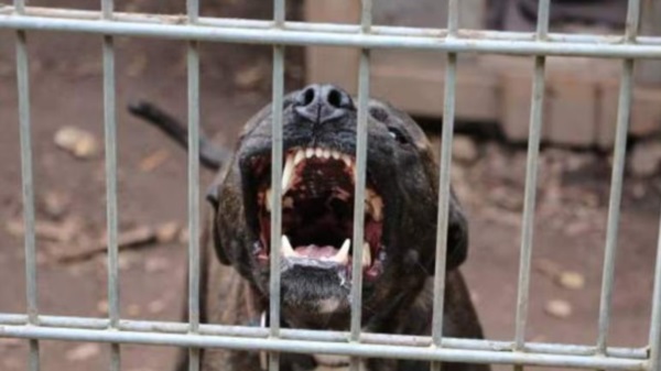 Un pitbull mató a un nene de 4 años y detuvieron a su madrina en Moreno Foto: Agencia NA (redes)
