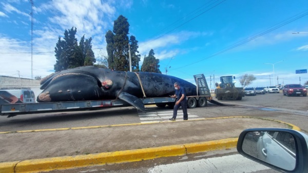 Inicio del traslado del animal.
