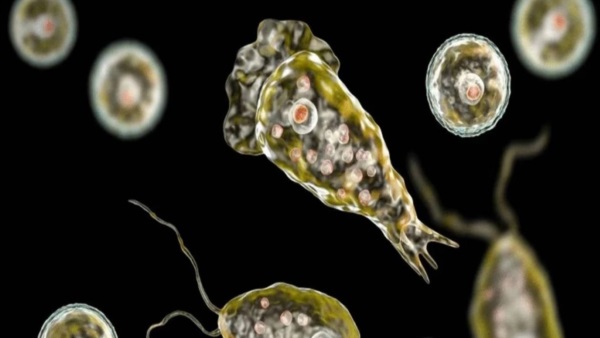 La ameba Naegleria fowleri. Foto: Agencia NA (Meteored).