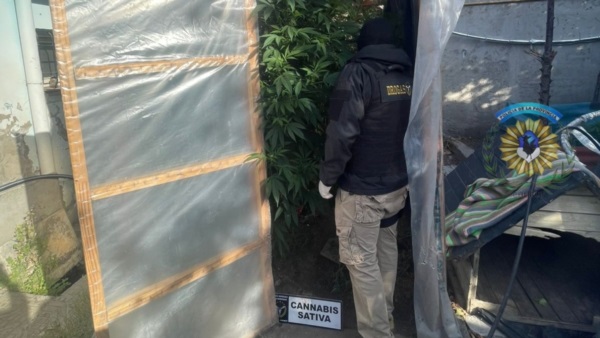 Policías en una carpa de cultivo de marihuana.