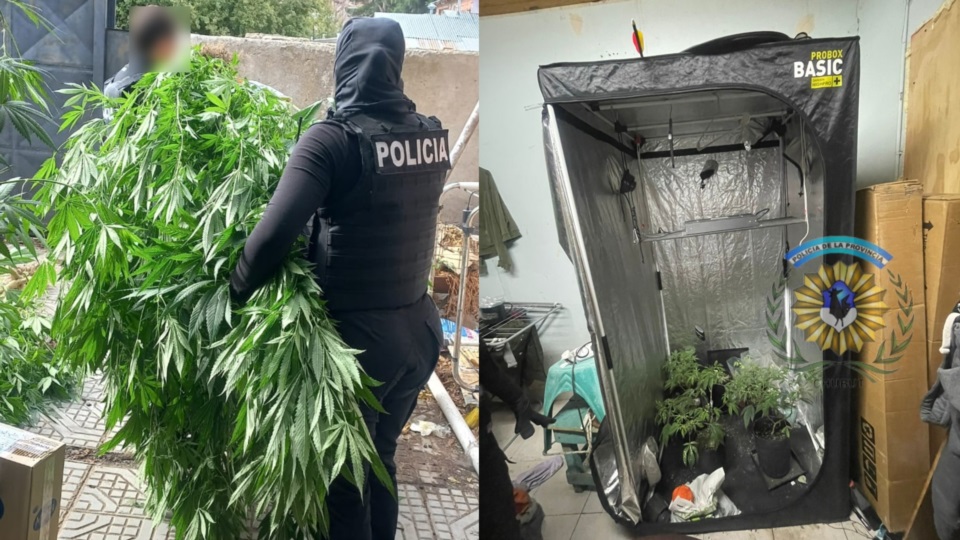 Plantas de cannabis de grandes dimensiones fueron secuestradas.
