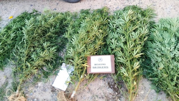 Seis plantas de marihuana fueron halladas.