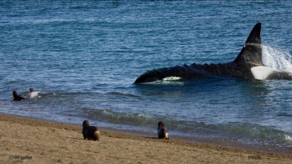 Foto: PVOR - Peninsula Valdes Orca Research