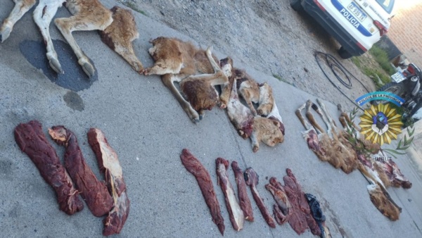 La carne de guanaco incautada.