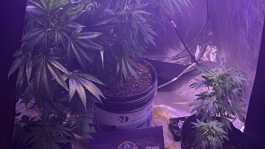 Plantas de marihuana secuestradas.