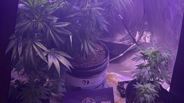 Plantas de marihuana secuestradas.