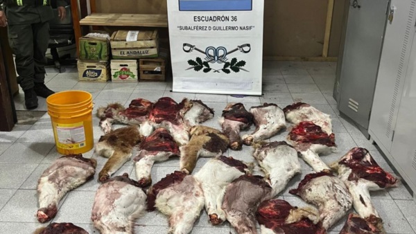 La carne de guanaco hallada.