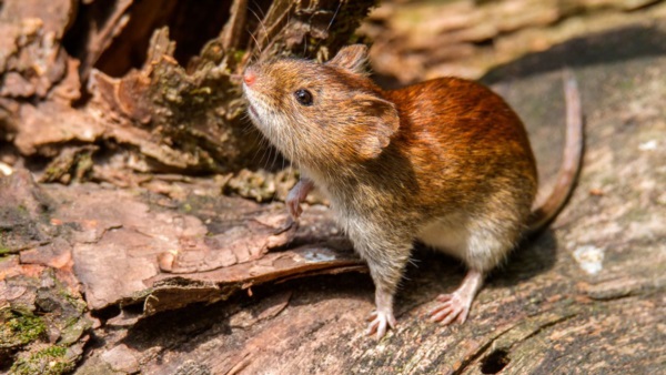 El hantavirus es una enfermedad zoonótica cuyo reservorio es el ratón colilargo. 