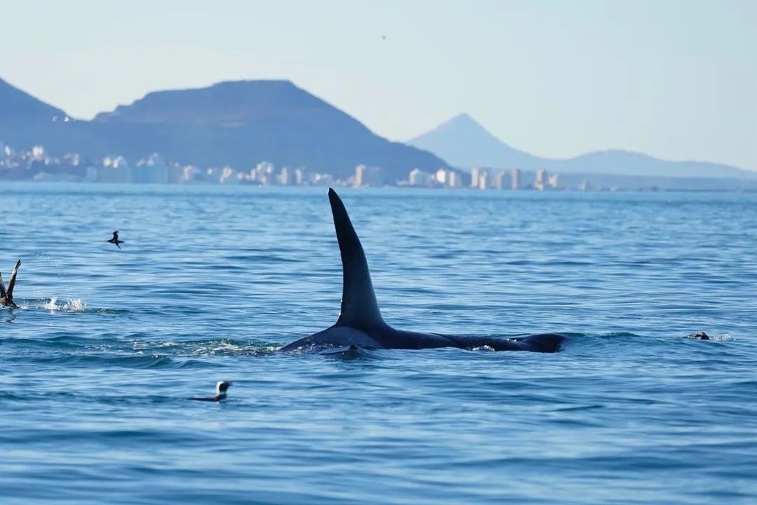 Crédito: @proyecto_cetaceosgsj