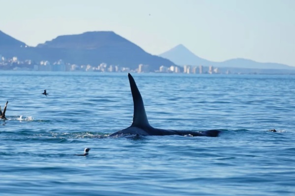 Crédito: @proyecto_cetaceosgsj