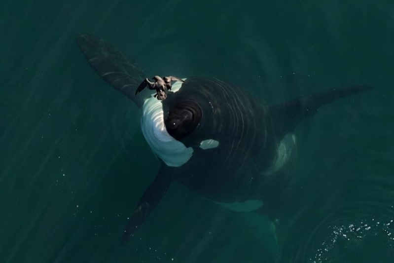 Crédito: @proyecto_cetaceosgsj
