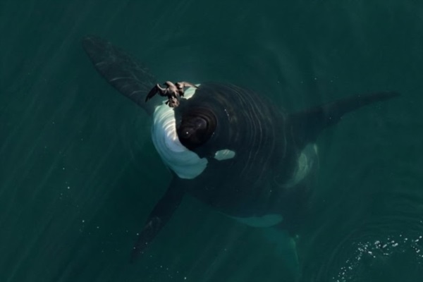 Crédito: @proyecto_cetaceosgsj