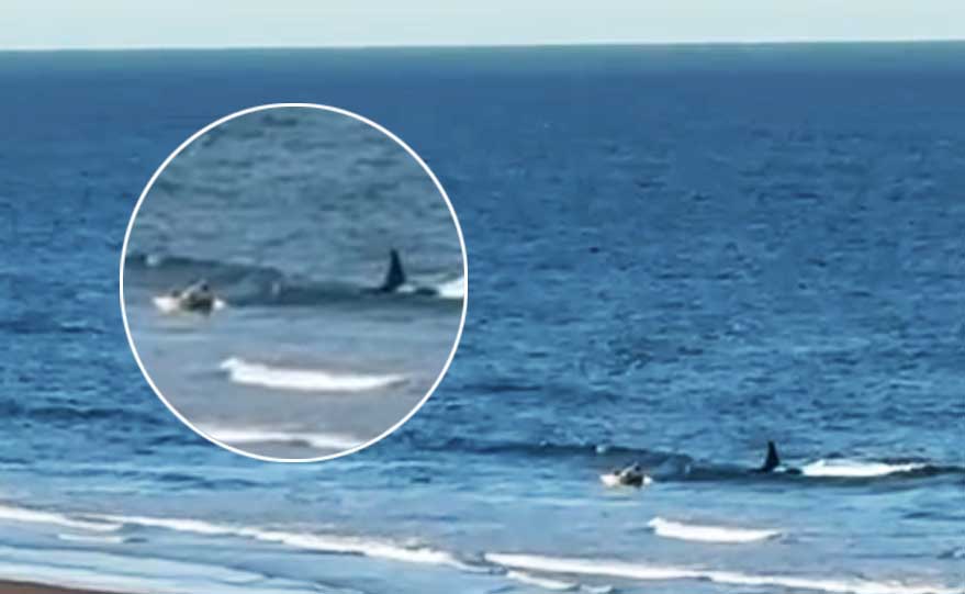 La orca Pao encara al kayakista que, del susto, se arroja del bote.
