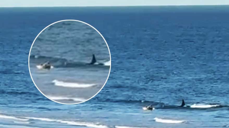 La orca Pao encara al kayakista que, del susto, se arroja del bote.