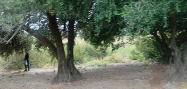 Plantados en 1908 aprox. Estos olivos libanses resisten en las arideces de la Meseta Patagónica. (Foto V.T.)