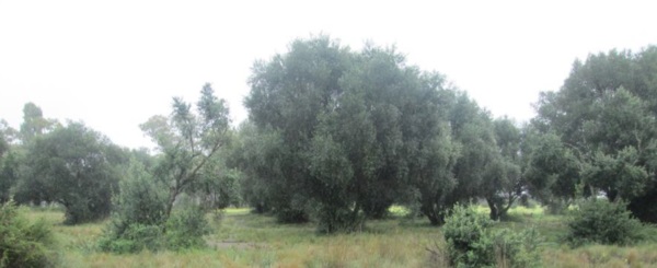 Retomamos el camino del Ingeniero Pedro Bovet, quien plantó el primer cultivo de olivos en Patagonia. (Foto V.T.)