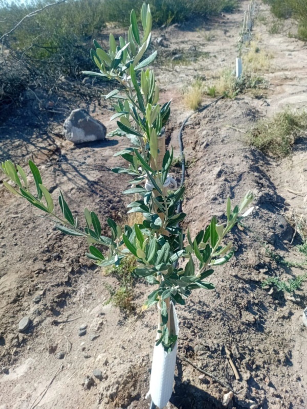 Olivo variedad Nabalí Muhassam. Origen Palestina. A 60 días de plantación en Pichi Malal.
