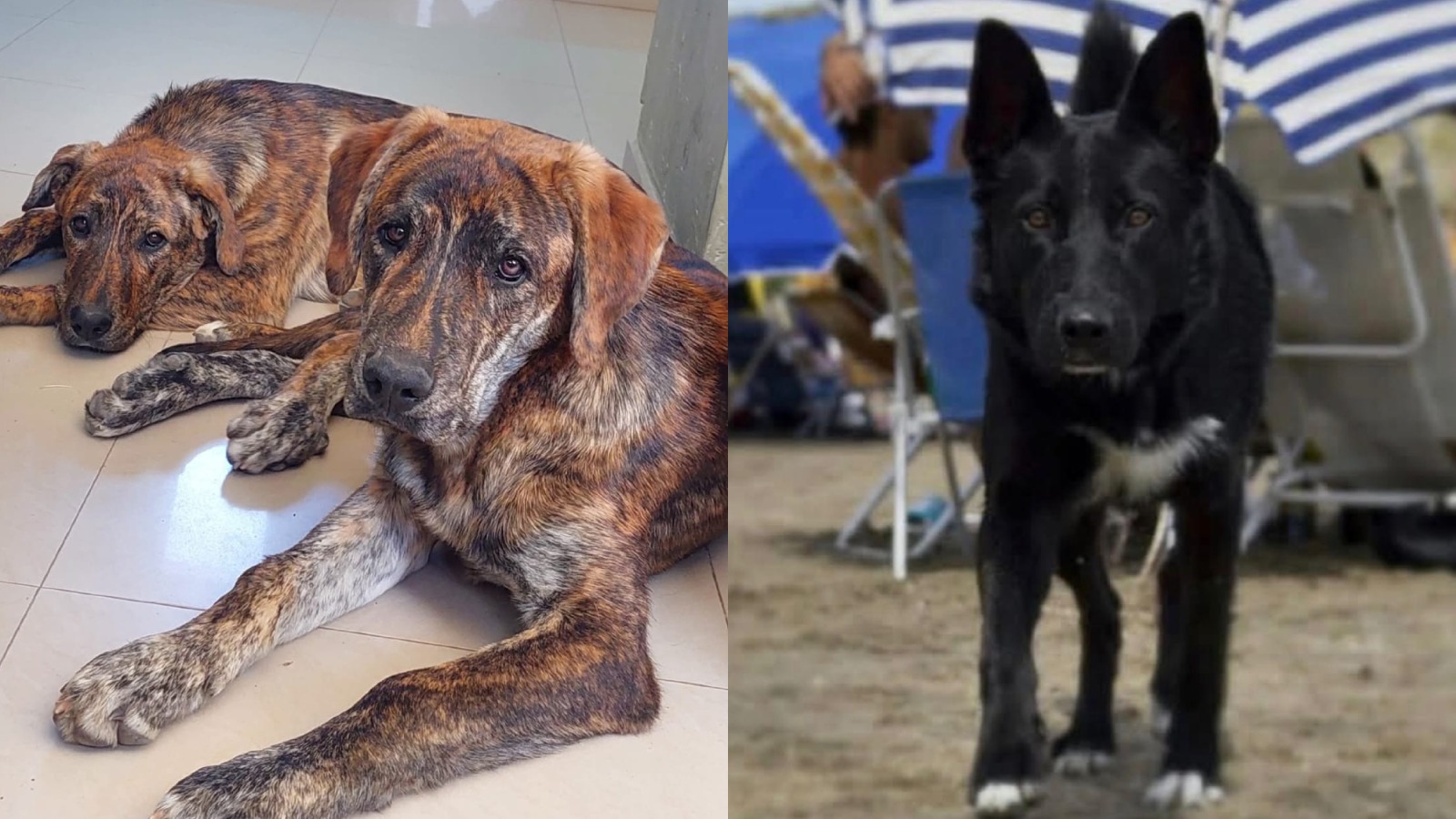 Desde la izquierda, Lupe, Samy y Manija, las mascotas intoxicadas.
