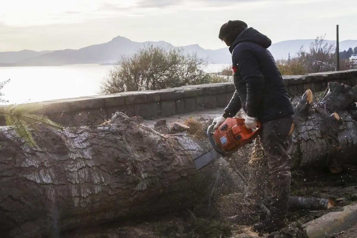Uno de los pinos luego de su extracción. Fotos Euge Neme
