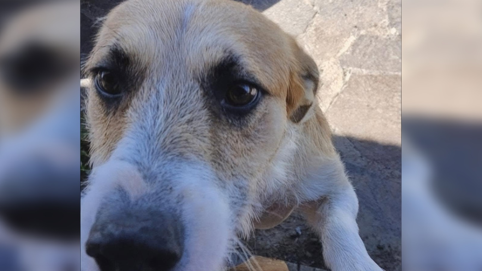 El perro mestizo que atacó y mató a la nena. 