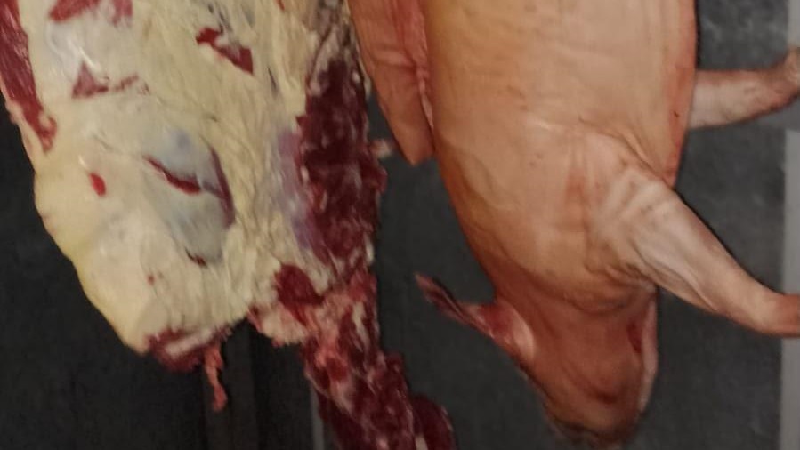 Animales faenados y piezas cárnicas decomisadas.