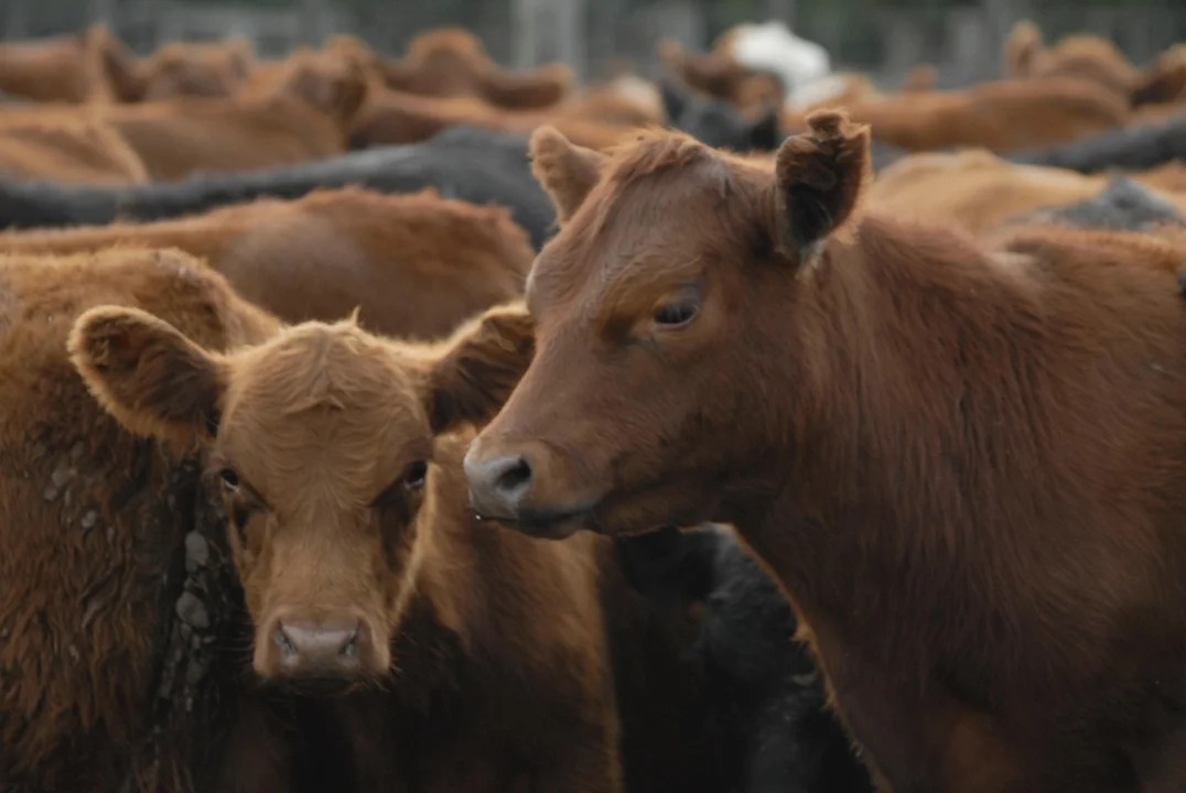 La faena bovina está en niveles bajos. Fotografía: Agencia Noticias Argentinas.