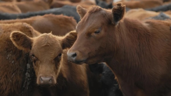 La faena bovina está en niveles bajos. Fotografía: Agencia Noticias Argentinas.