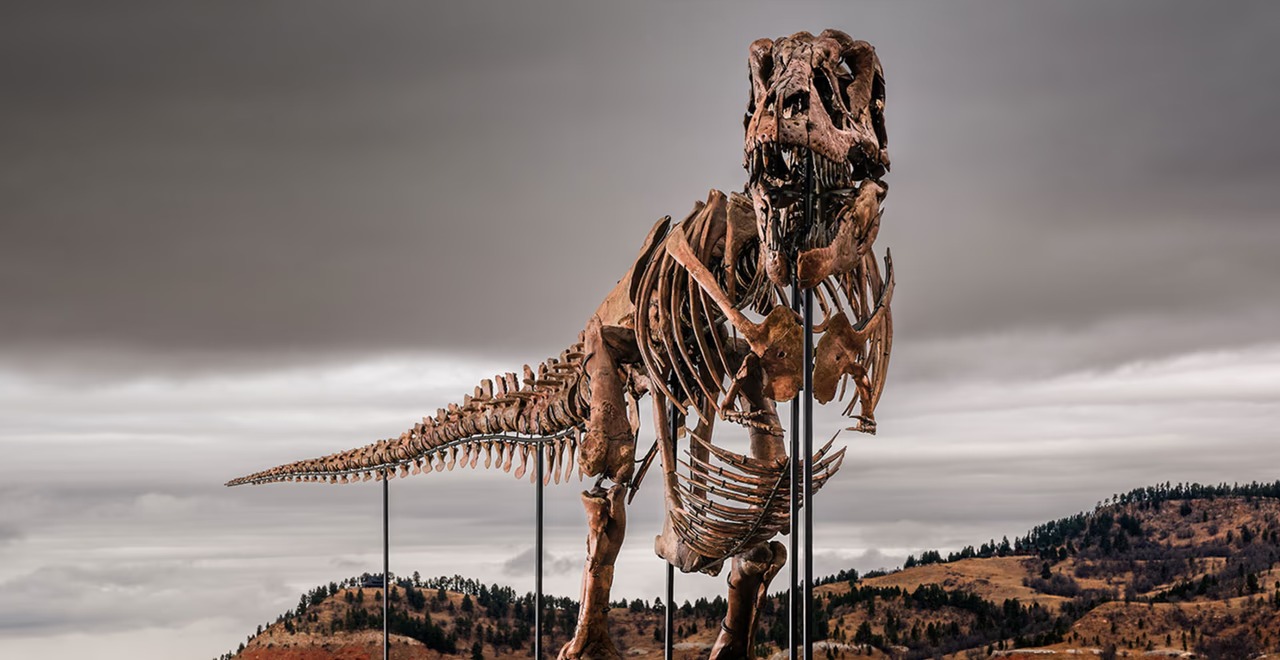 El cuerpo de “Gus” mide 11,6 metros de largo y 3,8 metros de alto. Foto: Agencia NA (Sotheby's).